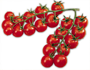 El tomate: fruto o verdura?