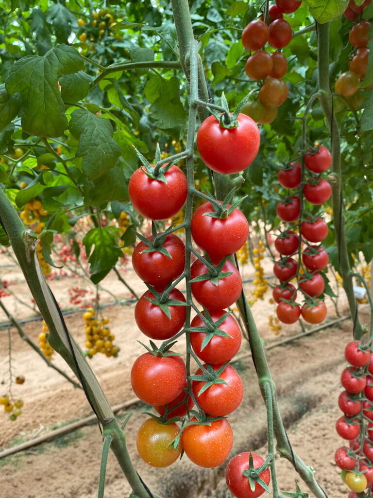 Tomate Archives - Mexico