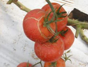 Prevención del agrietamiento del fruto en los jitomates