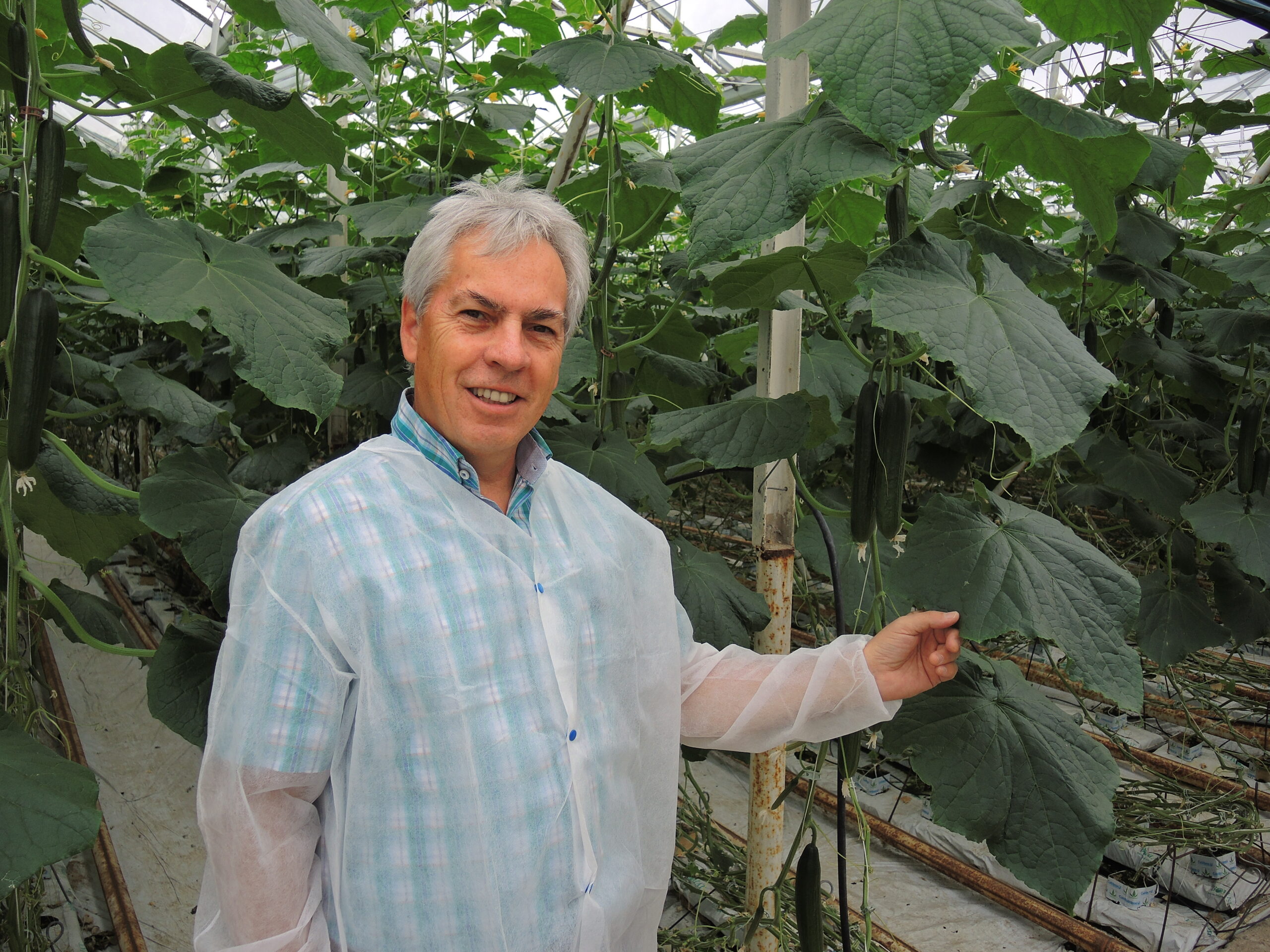 Hazera is an imminent global cucumber specialist