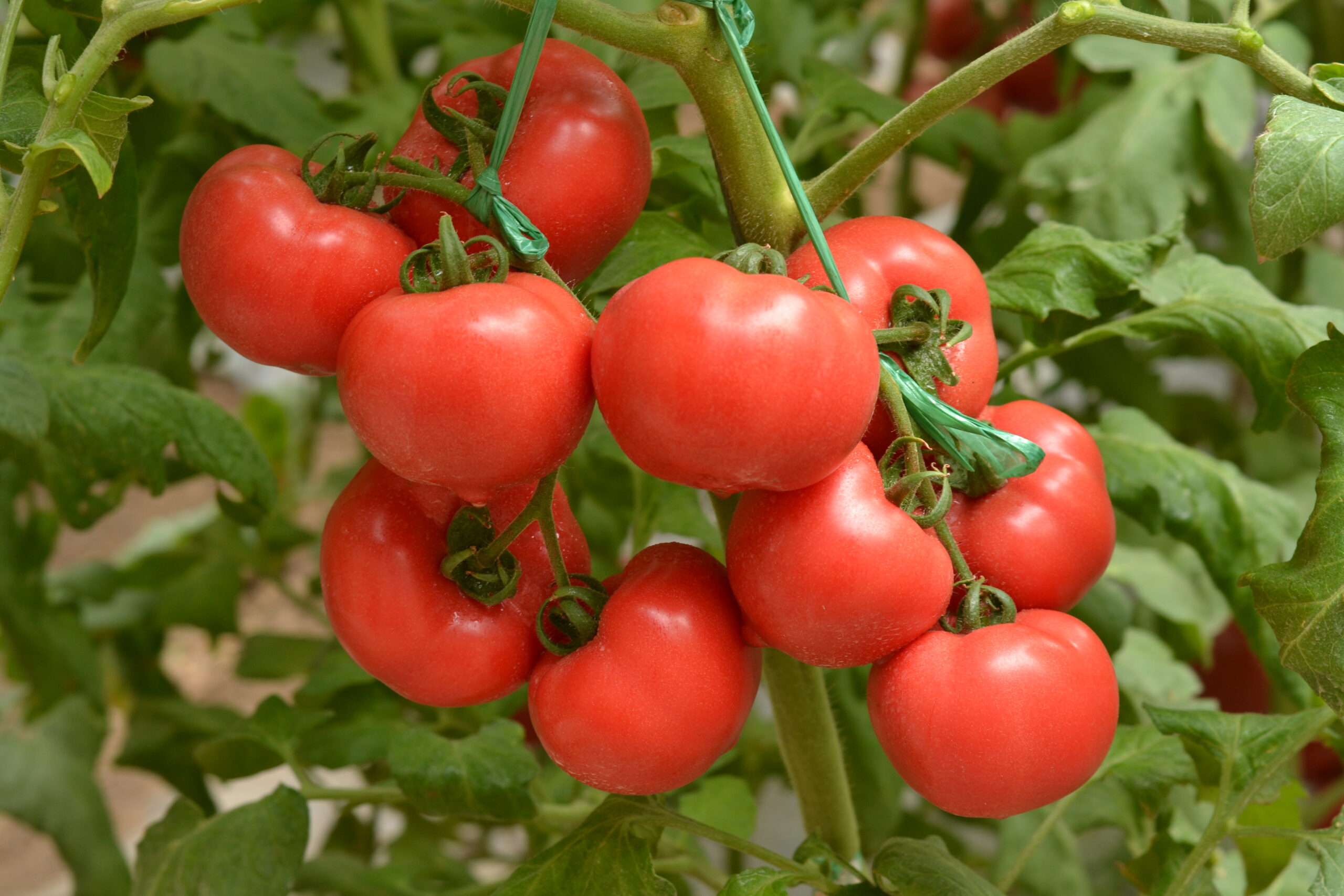 Video de capacitación oficial de Hazera: Virus de la fruta rugosa marrón del tomate (ToBRFV)