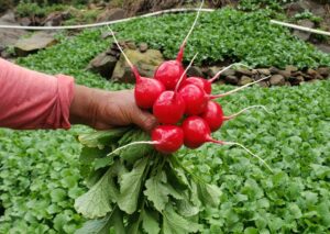Rábano rojo de crecimiento rápido y planta de vigor medio a alto. Produce bulbos redondos, muy uniformes, con excelente calidad interna y externa y color rojo intenso. Adecuado para producción en campo abierto, tanto en siembra a mano como mecanizada. Presenta resistencia a Downy Mildew.