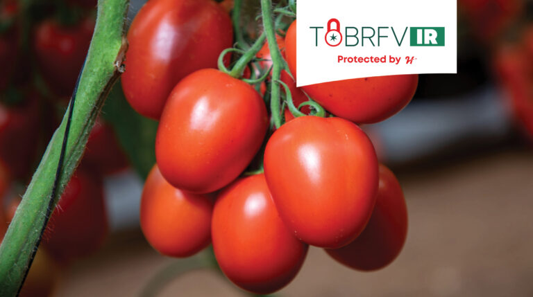 ToBRFV en México: del desafío a la oportunidad con la estrategia de Rendimiento y Protección de Hazera